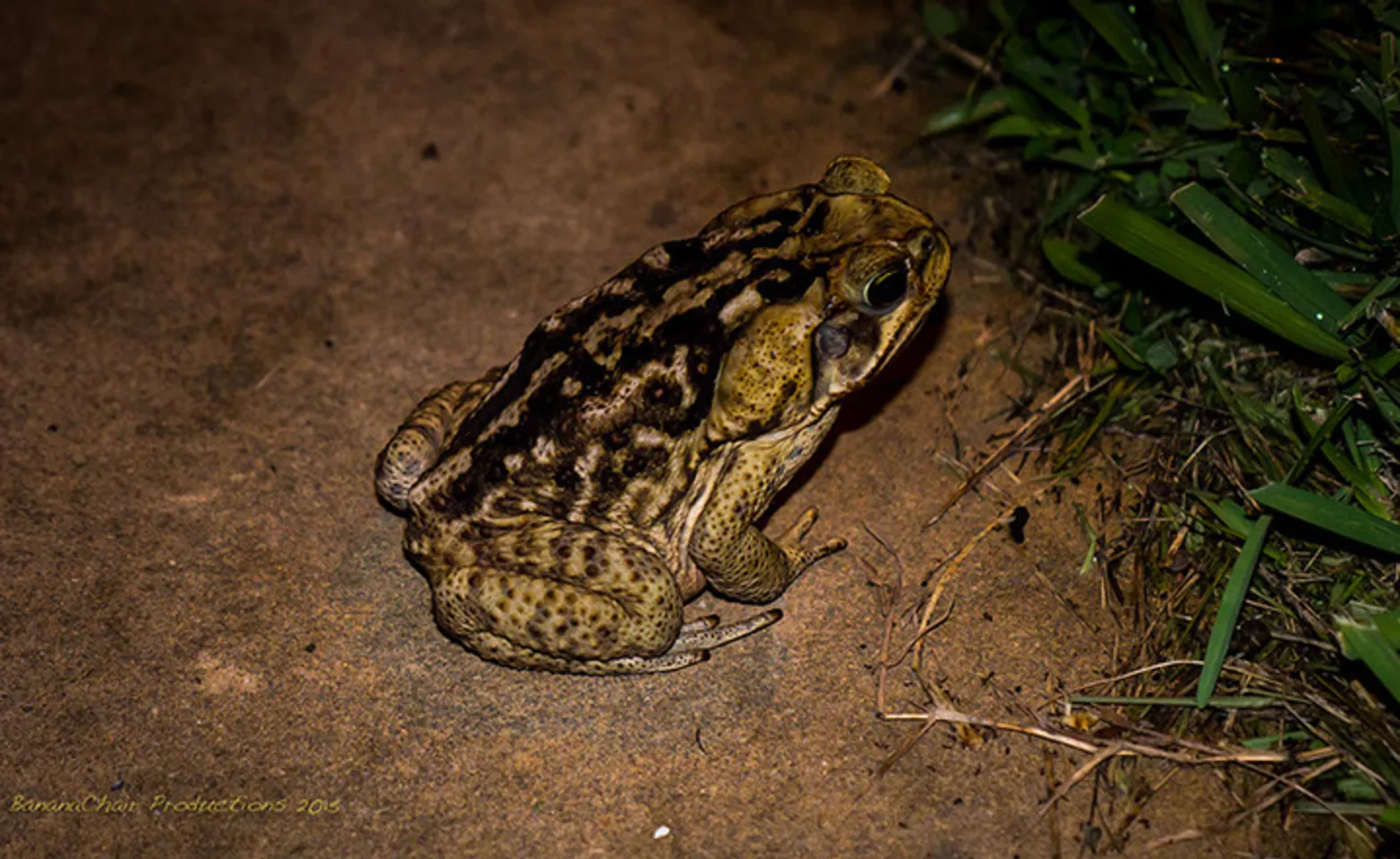bufo toad on dirt